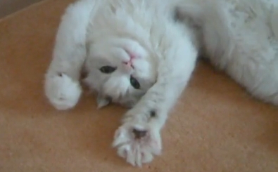 デレデレ喫茶「ねこまんま」: 【動画】悩殺ポーズでグーパーするかわい 